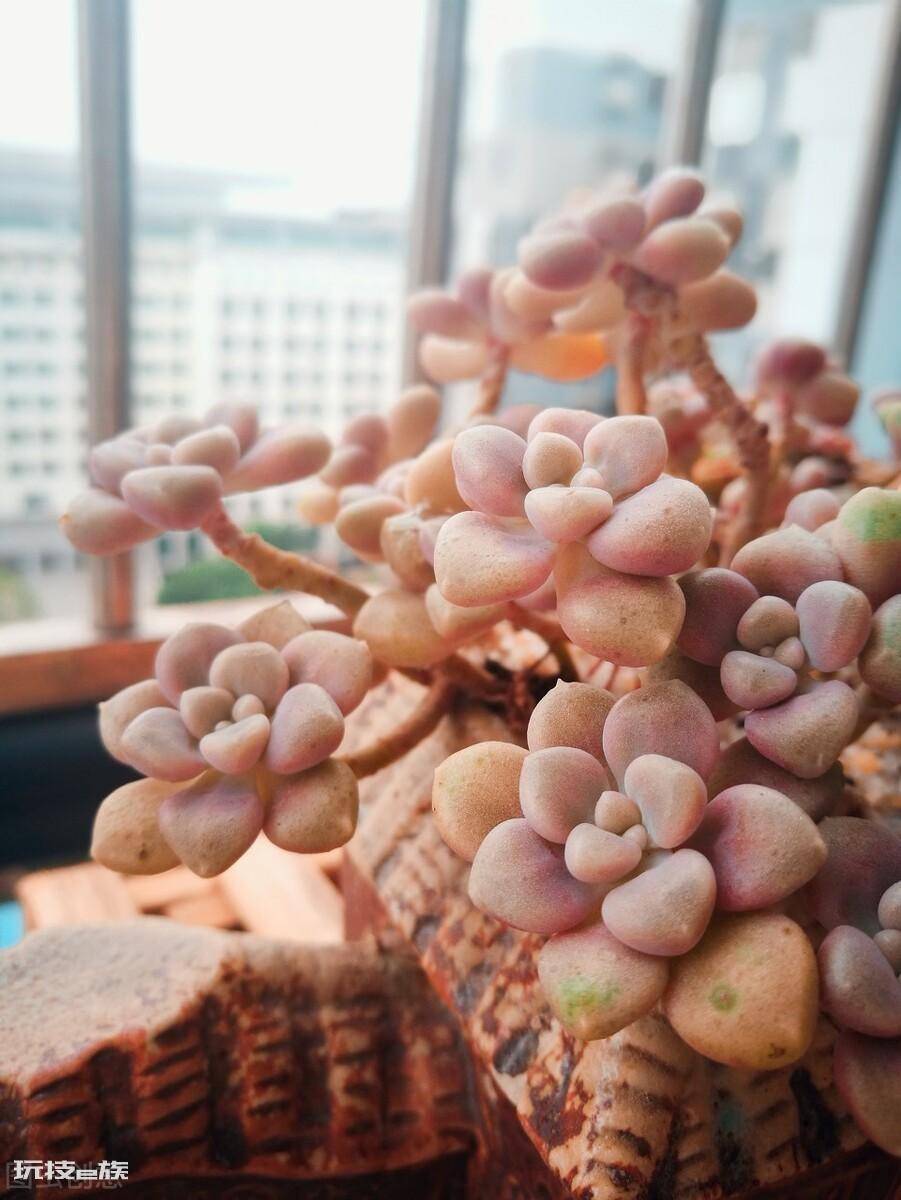 养花爆盆是什么意思(盘点很容易爆盆的5种多肉植物)-图片3